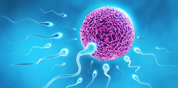 acupuncture in assisted fertility programs (IVF)